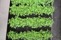 Rows young tomato organic seedlings growing in garden, greenhous, glasshouse in spring. Concept of ecology, cultivation,