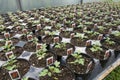 Rows of Young Tomato Plants Royalty Free Stock Photo