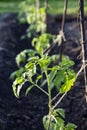 Rows of young tomato plants on field. Agriculture concept. Tomato Production