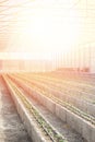 Rows of young tomato plants in a greenhouse Royalty Free Stock Photo