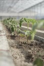 Rows of young tomato plants in a greenhouse Royalty Free Stock Photo