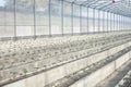 Rows of young tomato plants in a greenhouse Royalty Free Stock Photo