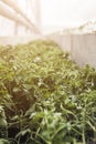 Rows of young tomato plants in a greenhouse Royalty Free Stock Photo