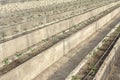 Rows of young tomato plants in a greenhouse Royalty Free Stock Photo