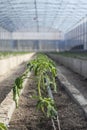 Rows of young tomato plants in a greenhouse Royalty Free Stock Photo