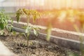 Rows of young tomato plants in a greenhouse Royalty Free Stock Photo