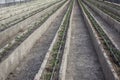 Rows of young tomato plants in a greenhouse Royalty Free Stock Photo