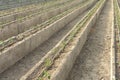 Rows of young tomato plants in a greenhouse Royalty Free Stock Photo