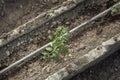 Rows of young tomato plants in a greenhouse Royalty Free Stock Photo