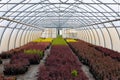 Rows of young tree plants in a nursery greenhouse store
