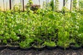 Rows of young trees in plastic pots on plant nursery. Growing and cultivation trees and plants in pots