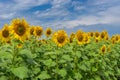 Rows of young Ukrainian sunflowers