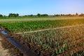 Rows of young vegetable seedlings. field with seedlings. leek, zucchini, and pepper. natural watering. countryside. irrigation Royalty Free Stock Photo