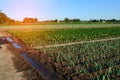 Rows of young vegetable seedlings. field with seedlings. leek, zucchini, and pepper. natural watering. countryside. irrigation Royalty Free Stock Photo