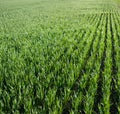 Rows young wheat illuminated by the sun spring sprouts, top view