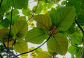 Roxburgh fig, Ficus auriculata