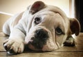 Roxie the English Bulldog Royalty Free Stock Photo