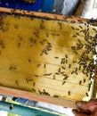 Roy on wax combs. Bee honeycomb, Plank with honeycomb from the hive. Honey bee Royalty Free Stock Photo