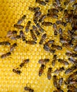 Roy on wax combs. Bee honeycomb, Plank with honeycomb from the hive. Honey bee