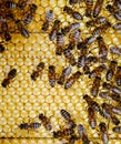 Roy on wax combs. Bee honeycomb, Plank with honeycomb from the hive. Honey bee Royalty Free Stock Photo