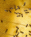 Roy  on wax combs. Bee honeycomb, Plank with honeycomb from the hive. Honey bee Royalty Free Stock Photo