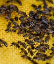 Roy on wax combs. Bee honeycomb, Plank with honeycomb from the hive. Honey bee Royalty Free Stock Photo