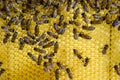 Roy bees on wax combs. Bee honeycomb, Plank with honeycomb from the hive. Honey bee. Royalty Free Stock Photo