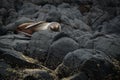 Fur seal taking a nap on its back on the rocks below the Albatross Centre