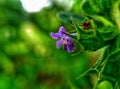 Royal Amethyst Blooms: Captivating Array of Purple Flowers