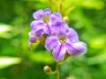 Royal Amethyst Blooms: Captivating Array of Purple Flowers