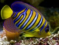 Royal angelfish 1 Royalty Free Stock Photo