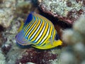 Royal Angelfish