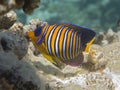 Royal angelfish