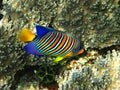 Royal angelfish