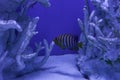 Royal angelfish among corals Royalty Free Stock Photo