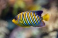 Royal angelfish Pygoplites diacanthus.