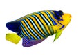 Royal angelfish