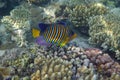 Royal angelfish Pygoplites diacanthus in Red Sea