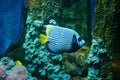 Royal angelfish- Pygoplites diacanthus