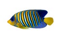 Royal Angelfish Regal Angel Fish, Coralfish isolated on a white background. Tropical colorful fish with yellow fins