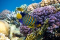 Royal Angelfish Regal Angel Fish over a coral reef, Red Sea, Egypt. Tropical colorful orange, white and blue striped fish Royalty Free Stock Photo