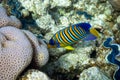 Royal Angelfish Regal Angel Fish over a coral reef, Red Sea, Egypt. Tropical colorful orange, white and blue striped fish Royalty Free Stock Photo