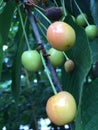 Royal Ann Cherries