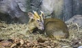 Royal antelope Neotragus pygmaeus-- West African antelope, recognised as the world`s smallest antelope