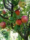 Royal Apple Himachal Pradesh kullu Royalty Free Stock Photo