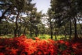 Royal Azalea among pine trees