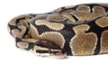 Royal, Ball Python (regius) Royalty Free Stock Photo