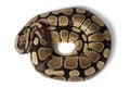 Royal, Ball Python (regius)