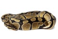 Royal, Ball Python (regius) Royalty Free Stock Photo