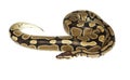 Royal, Ball Python (regius) Royalty Free Stock Photo